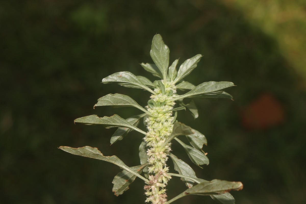 Amaranthus graecizans subsp. thellungianus (Nevski) Gusev